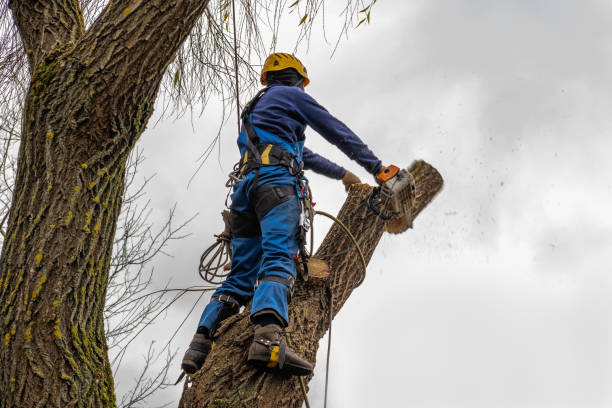 Best Root Management and Removal  in West Cape May, NJ